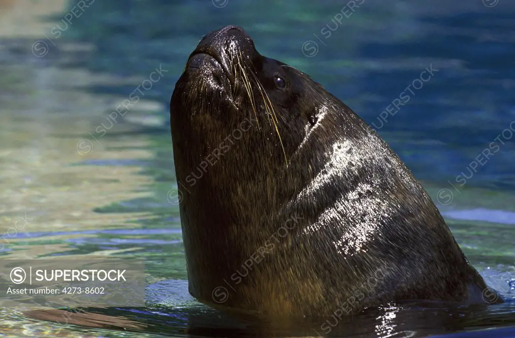 Fur Seal, Portrait Of Male