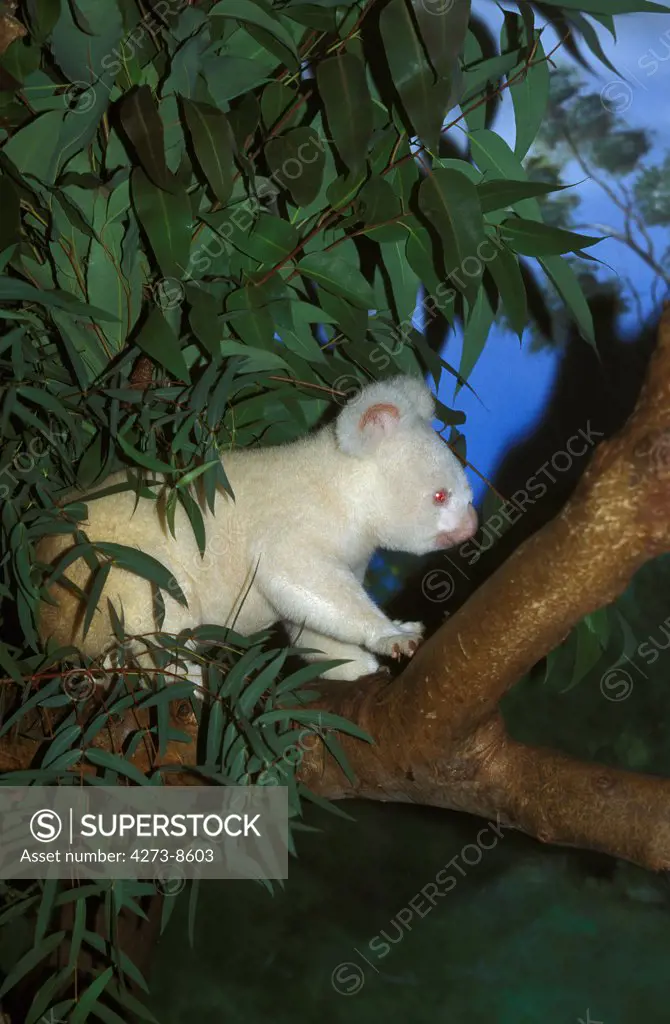 Koala, Phascolarctos Cinereus, Albinos Adult