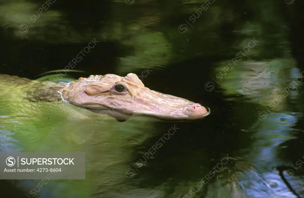 American Alligator Alligator Mississipiensis, Albino Adult