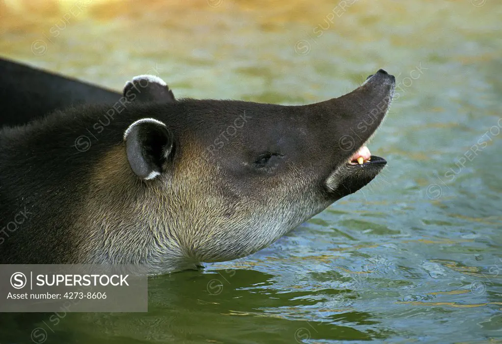 Baird'S Tapir Tapirus Bairdii, Adult Standing In Water, Scenting Air