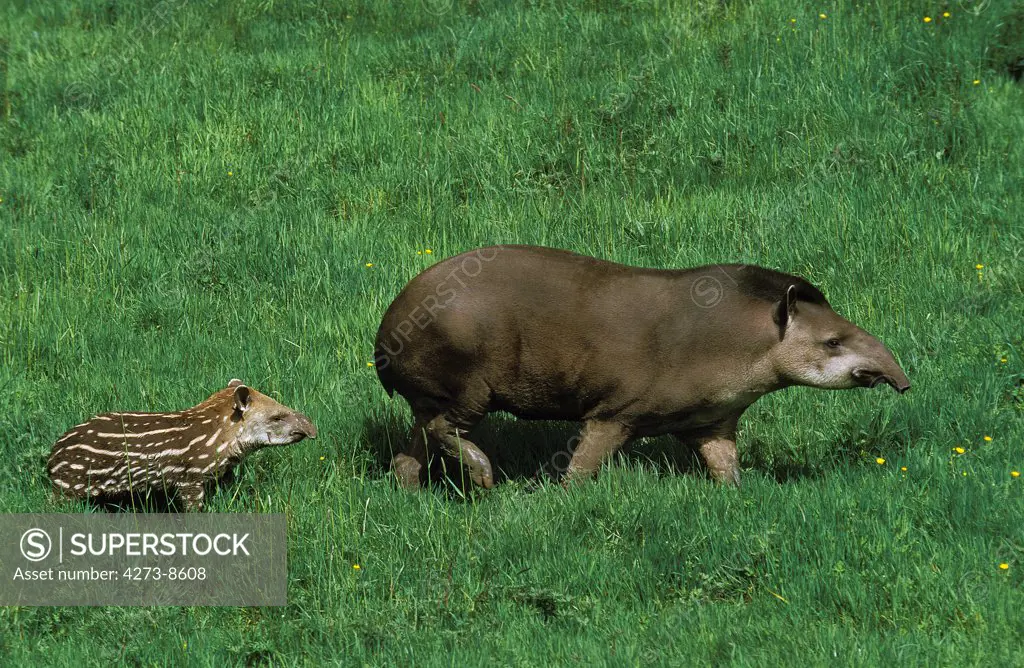 Lowland Tapir Tapirus Terrestris, Female With Young