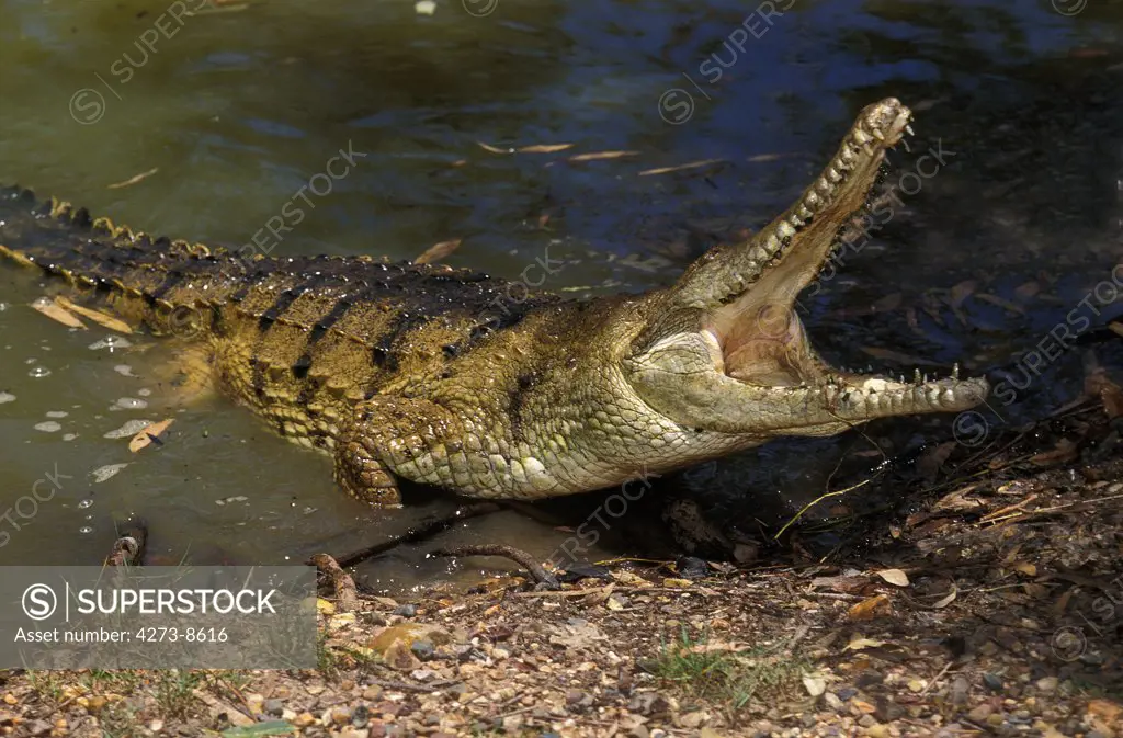 Australian Freswater Crocodile, Crocodylus Johnstoni, Adult With Open Mouth, Defensive Posture, Australia