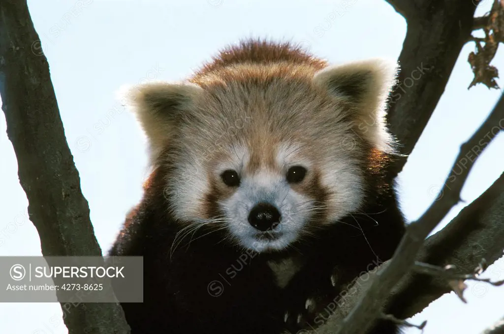 Red Panda, Ailurus Fulgens, Portrait Of Adult