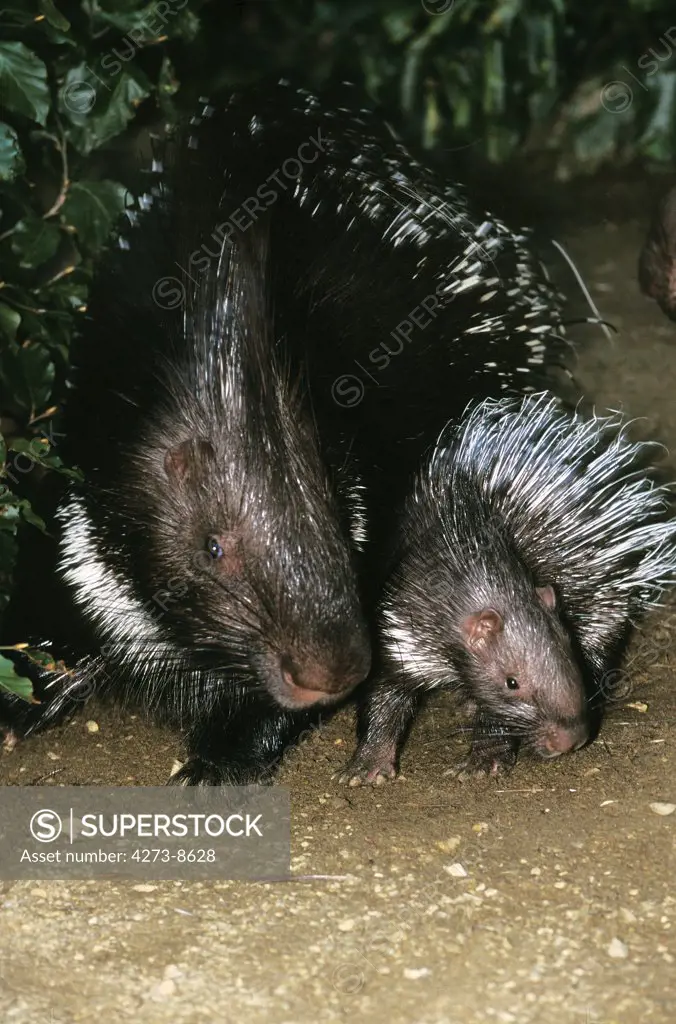 Crested Porcupine, Hystrix Cristata, Female With Young