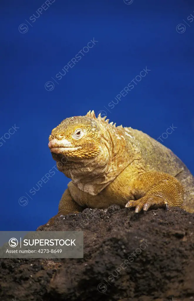 Galapagos Land Iguana, Conolophus Subcristatus, Adult Standing On Rocks, Galapagos Islands