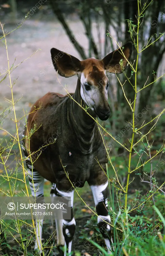 Okapi, Okapia Johnstoni, Female