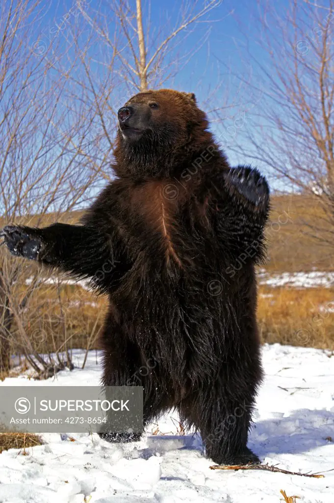 Kodiak Bear, Ursus Arctos Middendorffi, Adult Standing On Hind Legs, Alaska