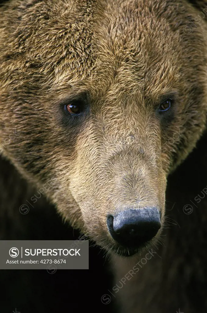 Brown Bear, Ursus Arctos, Portrait Of Adult