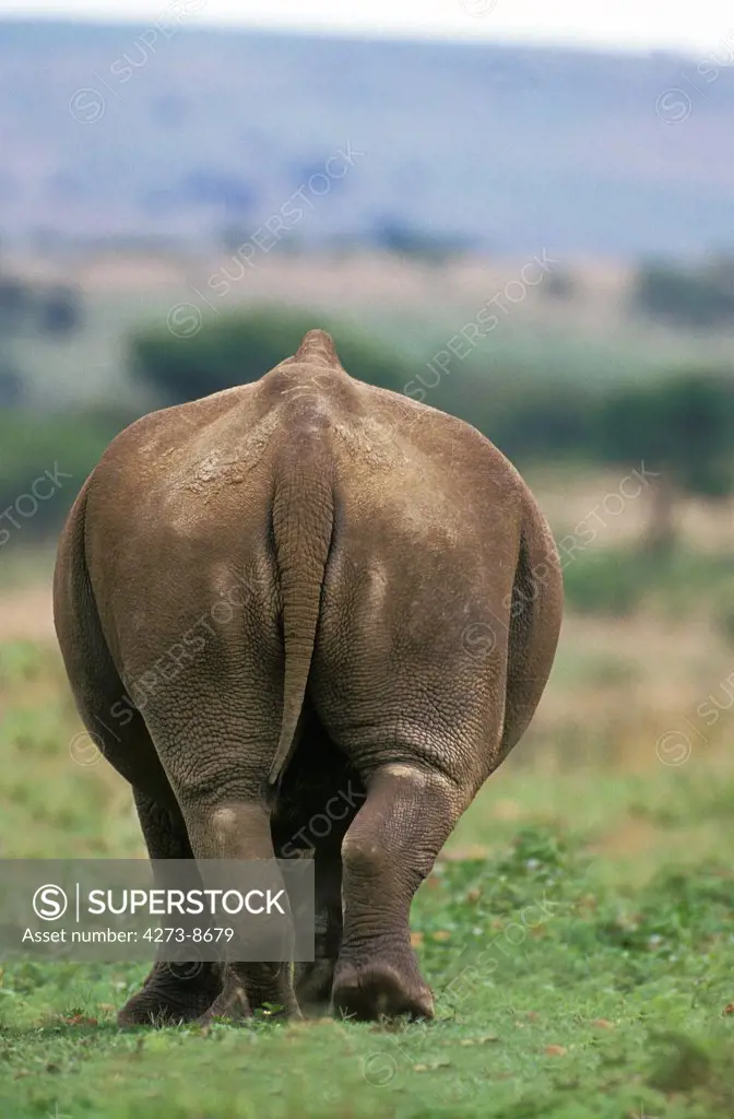 White Rhinoceros, Ceratotherium Simum, Adult, South Africa