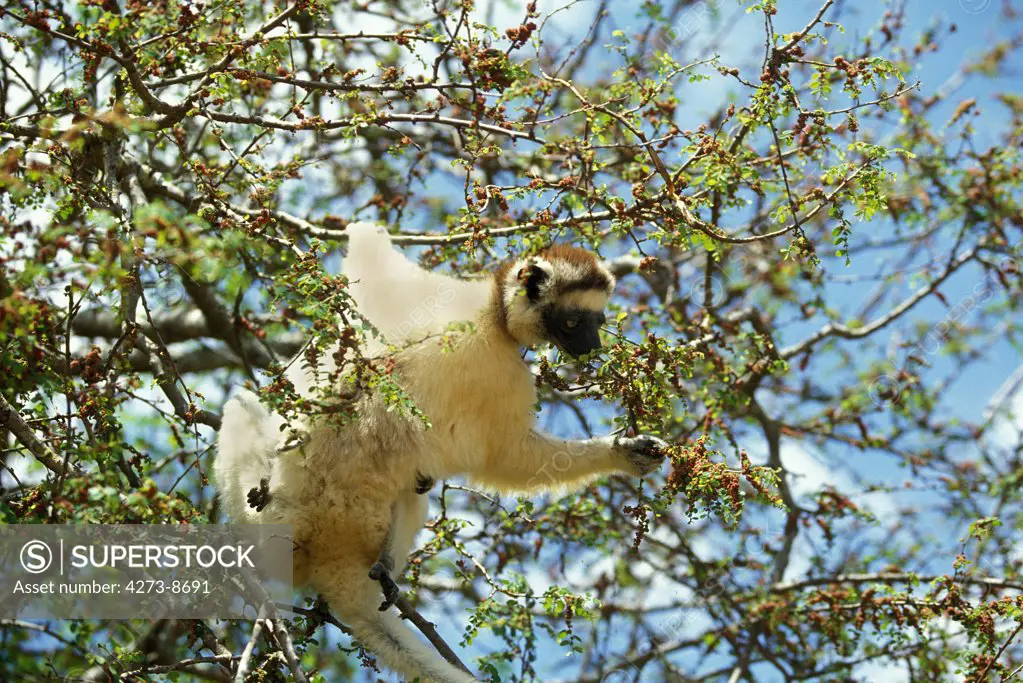 Verreaux'S Sifaka, Propithecus Verreauxi, Adult Standing In Tree, Berenty Reserve, Madagascar