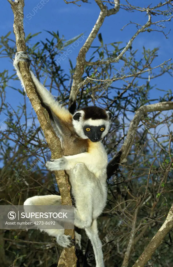 Verreaux'S Sifaka, Propithecus Verreauxi, Adult Hanging From Branch, Berenty Reserve, Madagascar