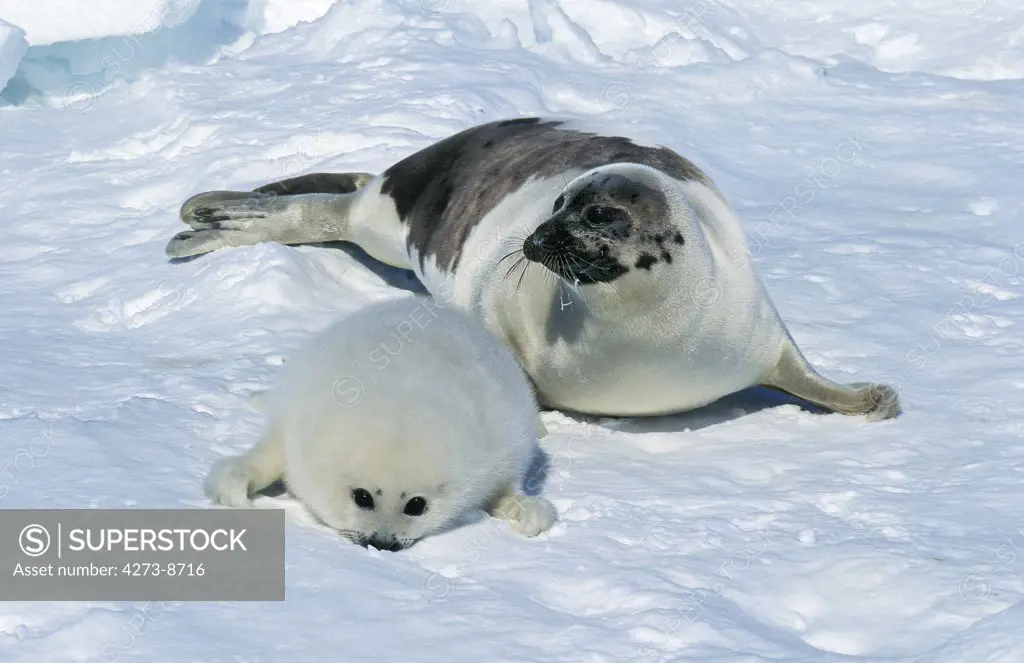 Harp Seal Pagophilus Groenlandicus, Mother And Pup On Ice Field, Magdalena Island In Canada
