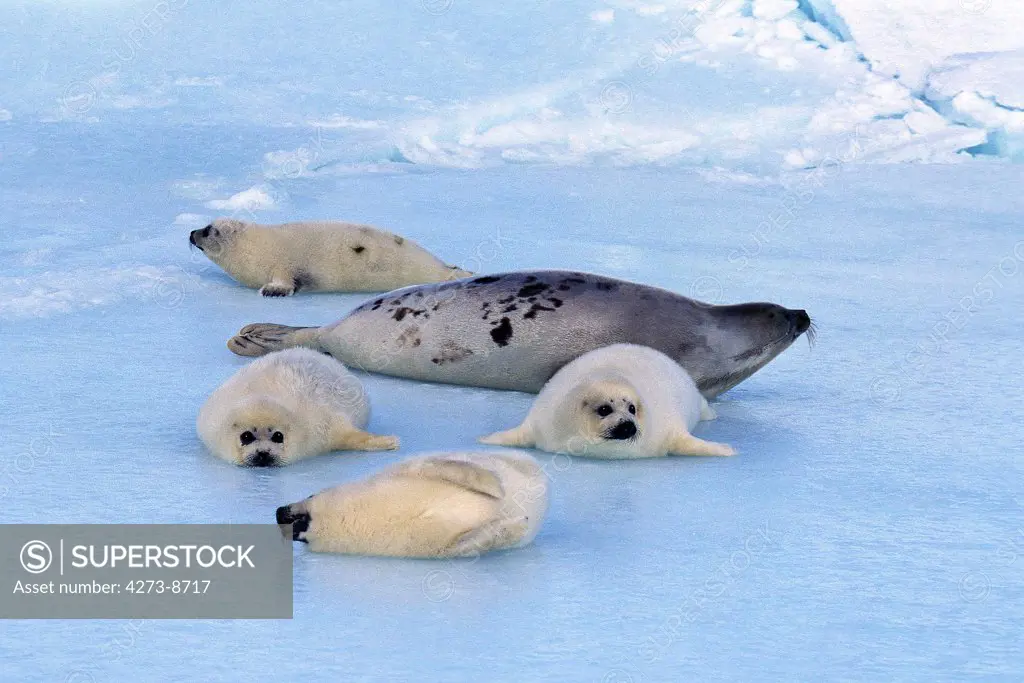 Harp Seal Pagophilus Groenlandicus, Mother And Pups On Ice Field, Magdalena Island In Canada