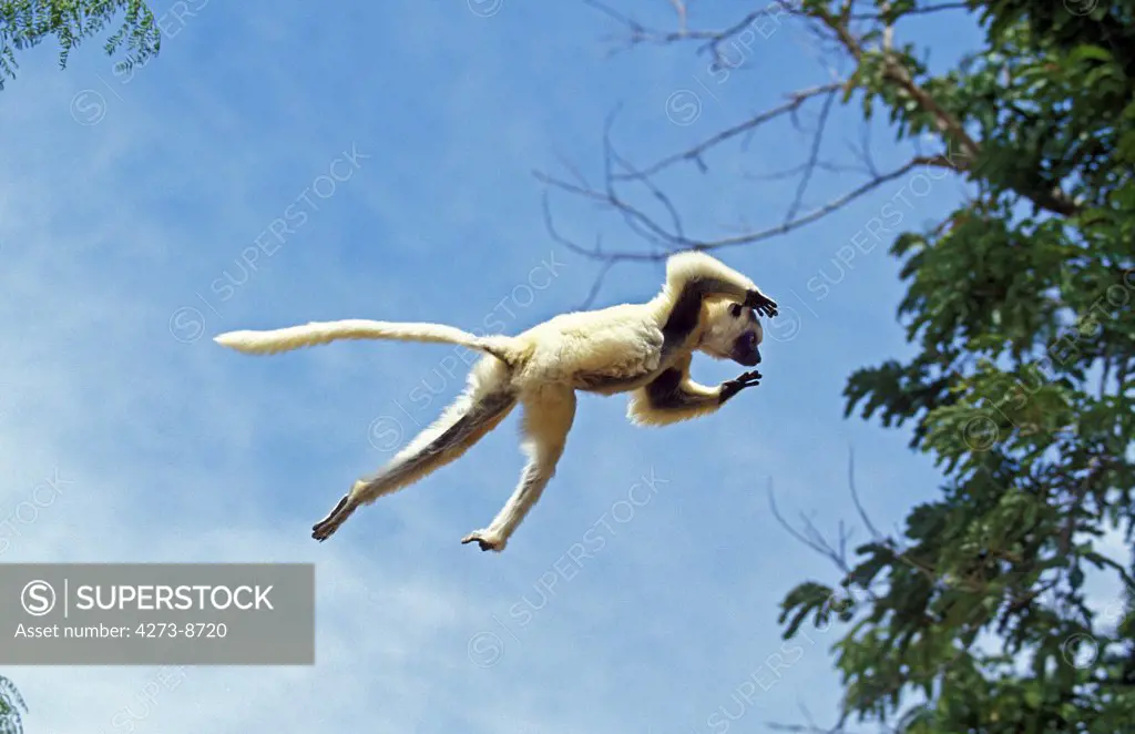 Verreaux'S Sifaka Propithecus Verreauxi, Adult Leaping From Tree, Berenty Reserve, Madagascar