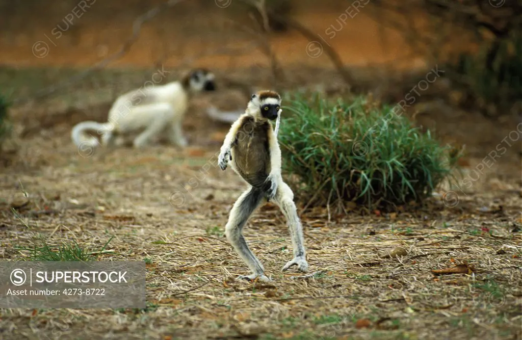 Verreaux'S Sifaka, Propithecus Verreauxi, Adult Hopping Across Open Ground, Berenty Reserve, Madagascar
