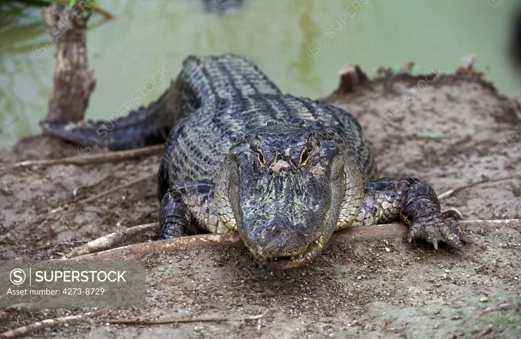 American Alligator, Alligator Mississipiensis, Adult Emerging From Water