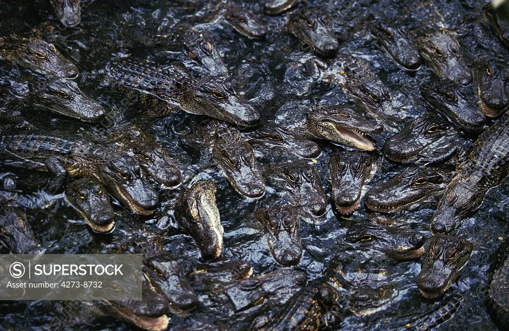 American Alligator Alligator Mississipiensis, Youngs