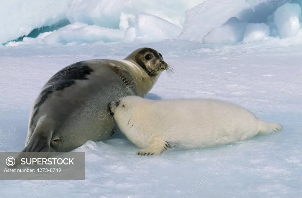 Harp Seal, Pagophilus Groenlandicus, Mother With Pup Suckling, Magdalena Island In Canada