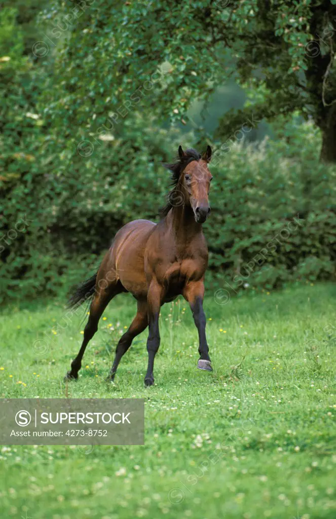 English Thoroughbred Horse, Adult Galloping Through Meadow