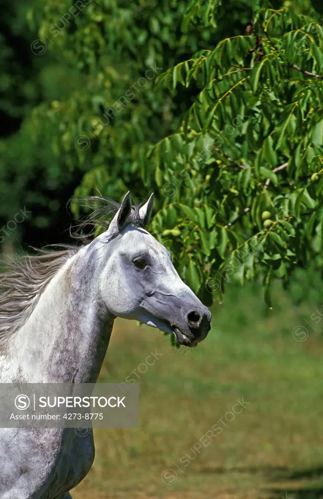 Arabian Horse, Portrait Of Adult