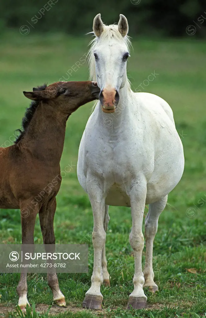 Lipizzan Horse, Mare With Foal