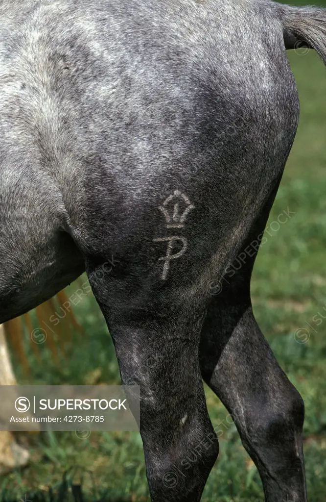 Branded Horse