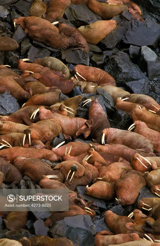 Walrus, Odobenus Rosmarus, Colony On Round Island In Alaska