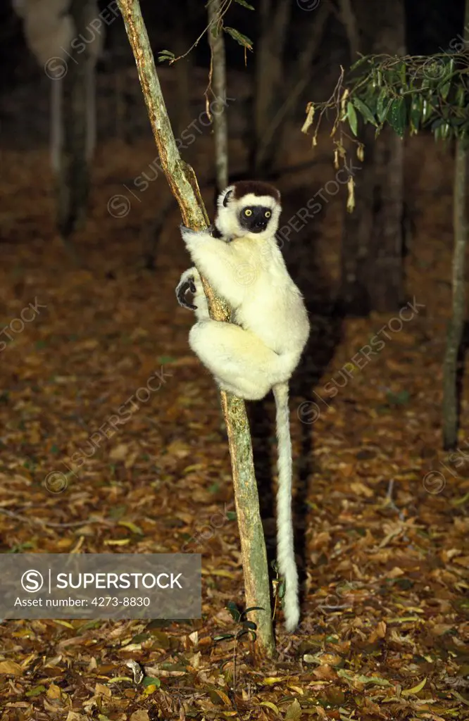 Verreaux'S Sifaka Propithecus Verreauxi, Berenty Reserve, Madagascar