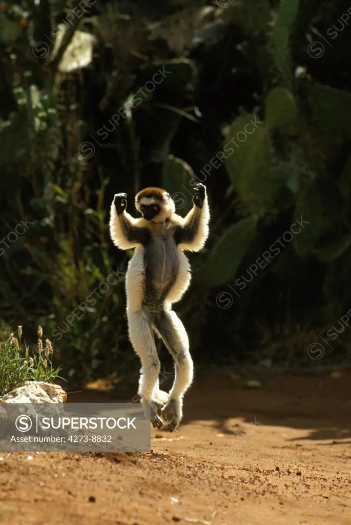 Verreaux'S Sifaka, Propithecus Verreauxi, Adult Hopping Across Open Ground, Berenty Reserve, Madagascar