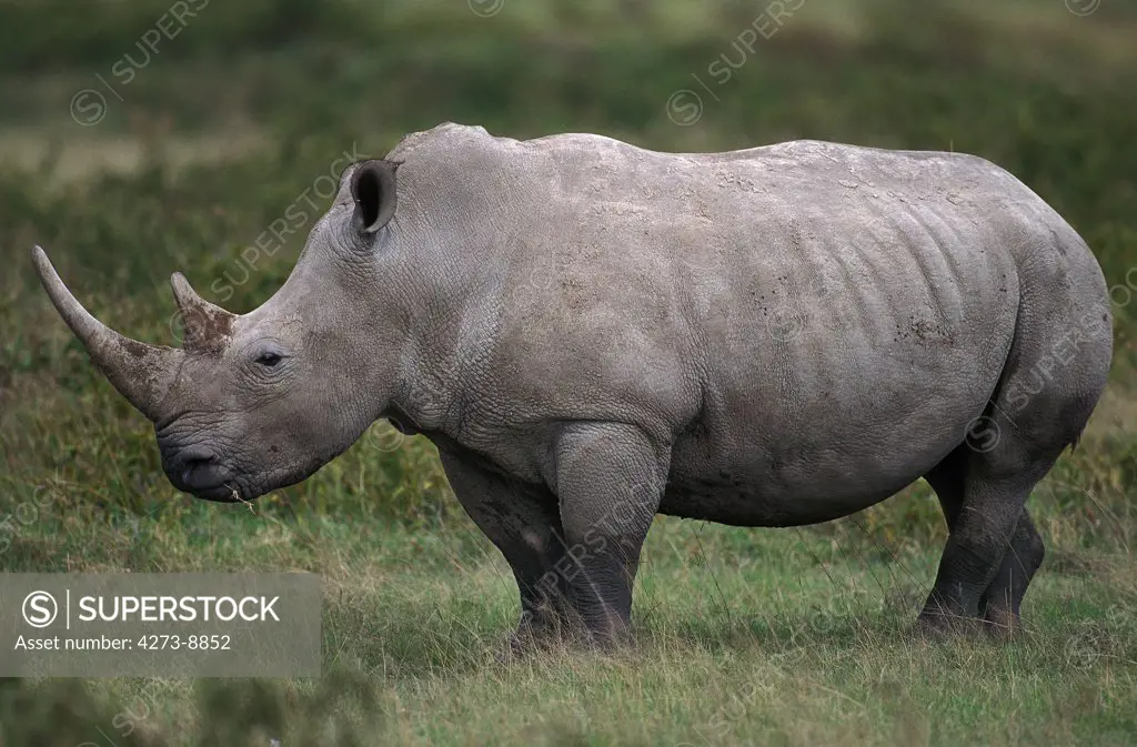 White Rhinoceros Ceratotherium Simum, Kenya