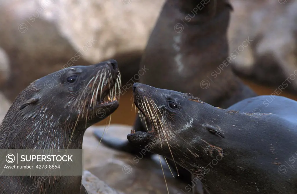 South African Fur Seal, Arctocephalus Pusillus, Females, Cape Cross In Namibia
