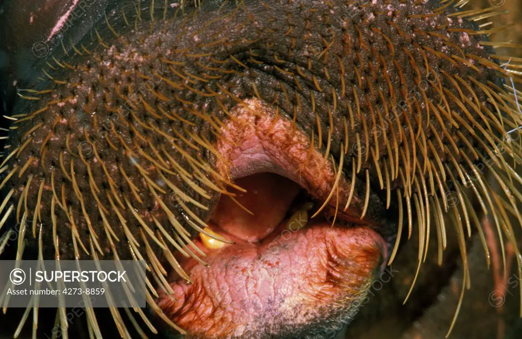 Walrus, Odobenus Rosmarus, Close Up Of Mouth, Round Island In Alaska