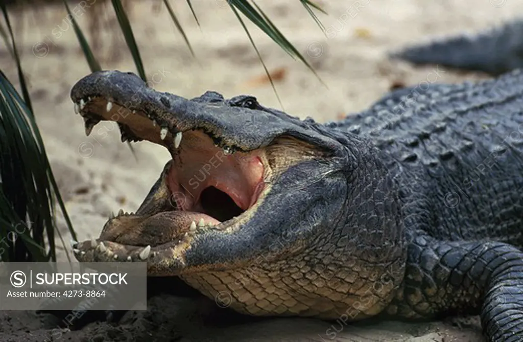 American Alligator Alligator Mississipiensis, Adult With Open Mouth Regulating Body Temperature
