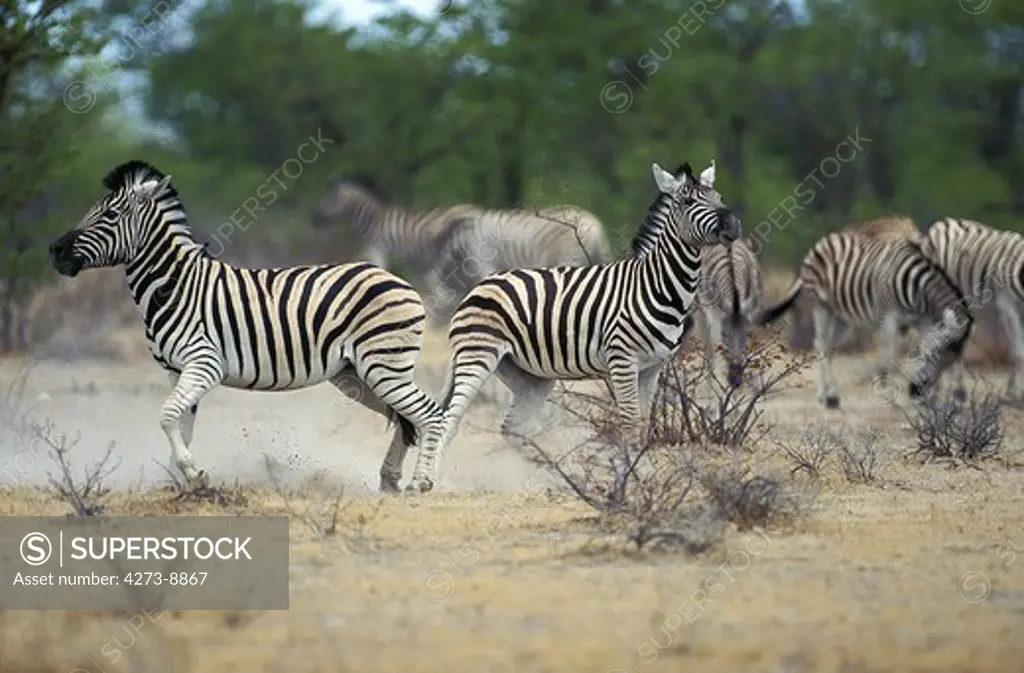 Burchell'S Zebra Equus Burchelli, Herd, Kenya