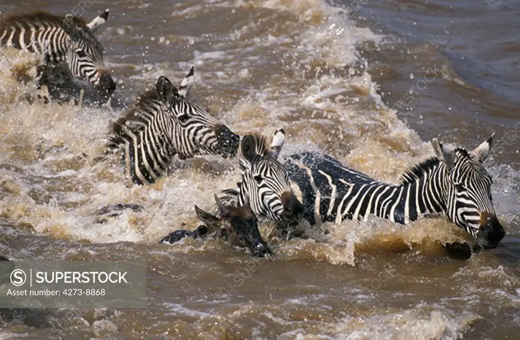Burchell'S Zebra Equus Burchelli, Group Crossing Mara River, Masai Mara Park In Kenya