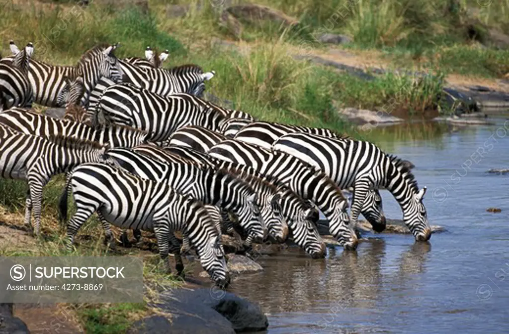 Burchell'S Zebra Equus Burchelli, Herd Drinking At River, Masai Mara Park In Kenya
