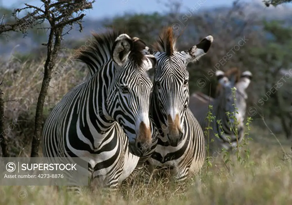 Grevy'S Zebra Equus Grevyi, Samburu Park In Kenya