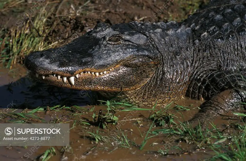 American Alligator Alligator Mississipiensis, Portrait Of Adult