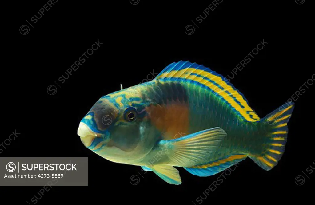Parrot Fish Scarus Sordidus
