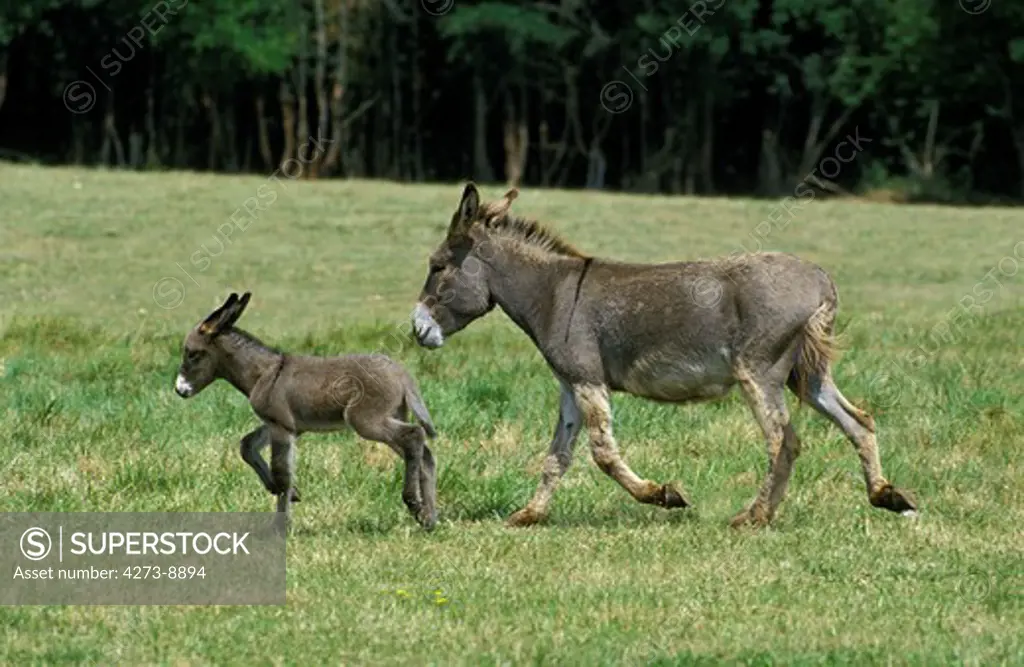 French Grey Donkey, Female With Foal Trotting Through Meadow