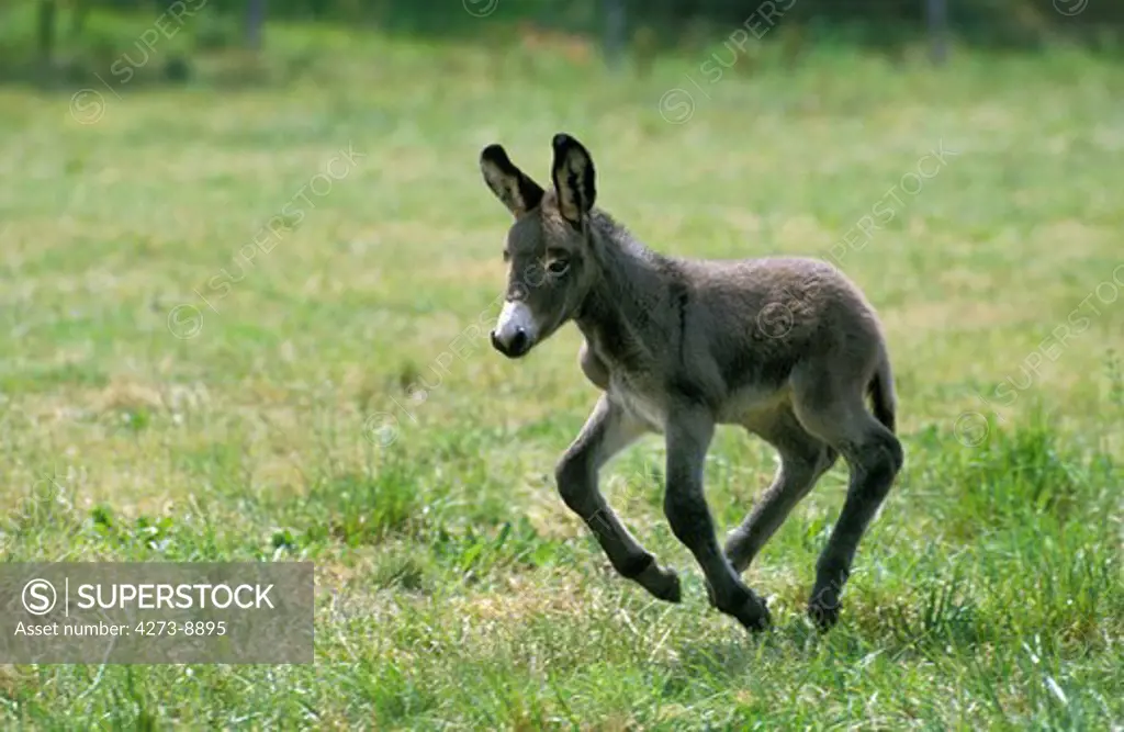 French Grey Donkey, Foal Galloping