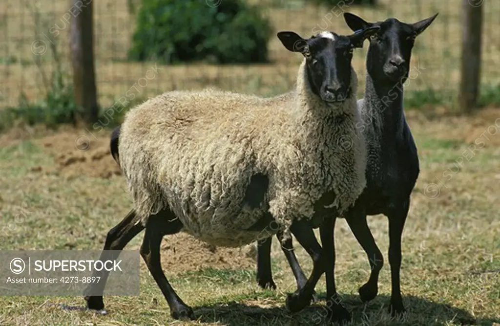 Romanov Sheep, A Breed From Russia