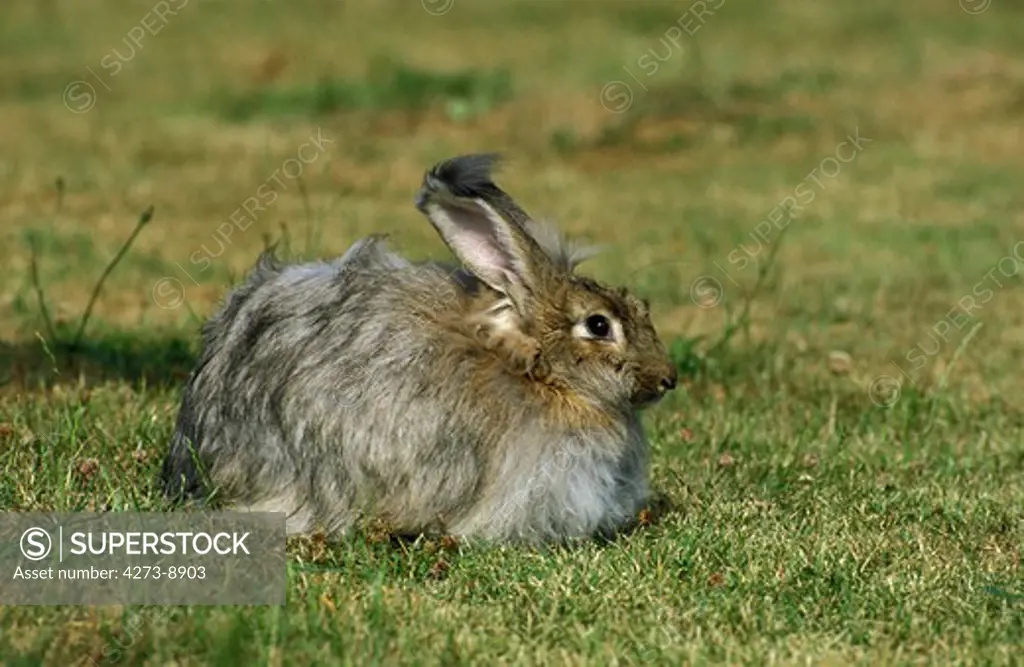 Angora Rabbit, Adult Standing On Grass