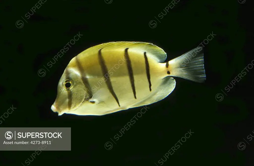 Convict Surgeonfish, Acanthurus Triostegus, Adult Against Black Background