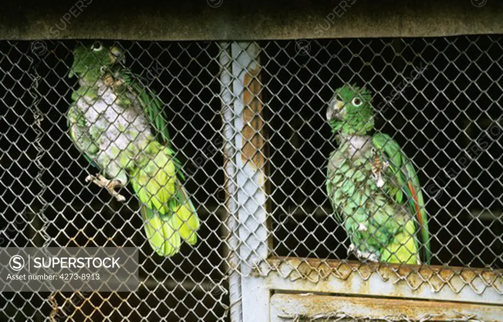 Parrots Standing In Cage, At The Zoo
