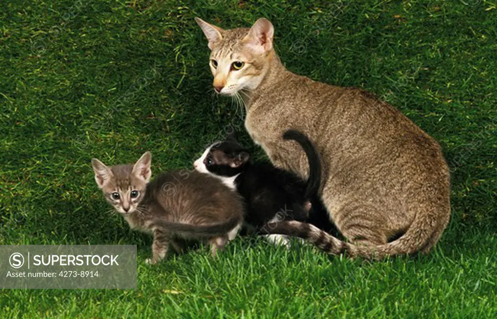 Oriental Domestic Cat, Female With Kitten Standing On Grass