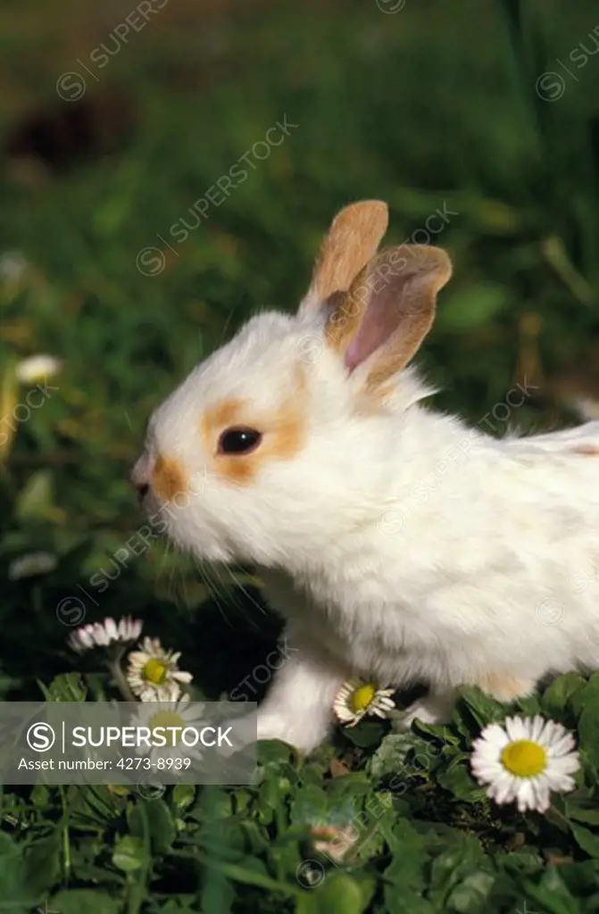 Dwarft Rabbit, Young With Daisies