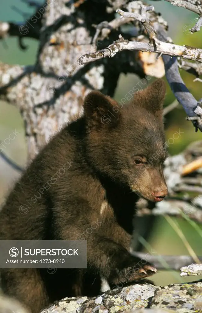 American Black Bear, Ursus Americanus, Cub Standing In Tree, Canada