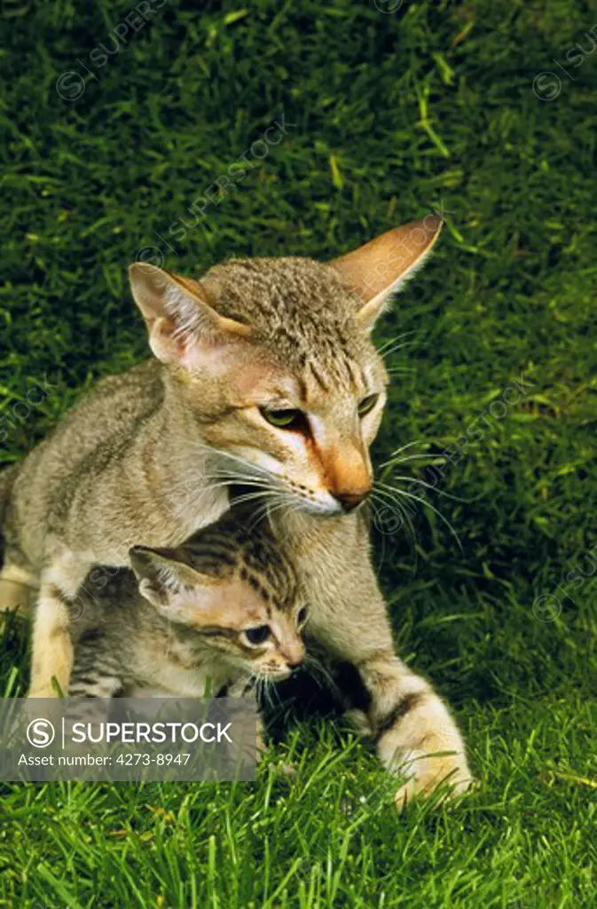 Oriental Domestic Cat, Female With Kitten Standing On Grass