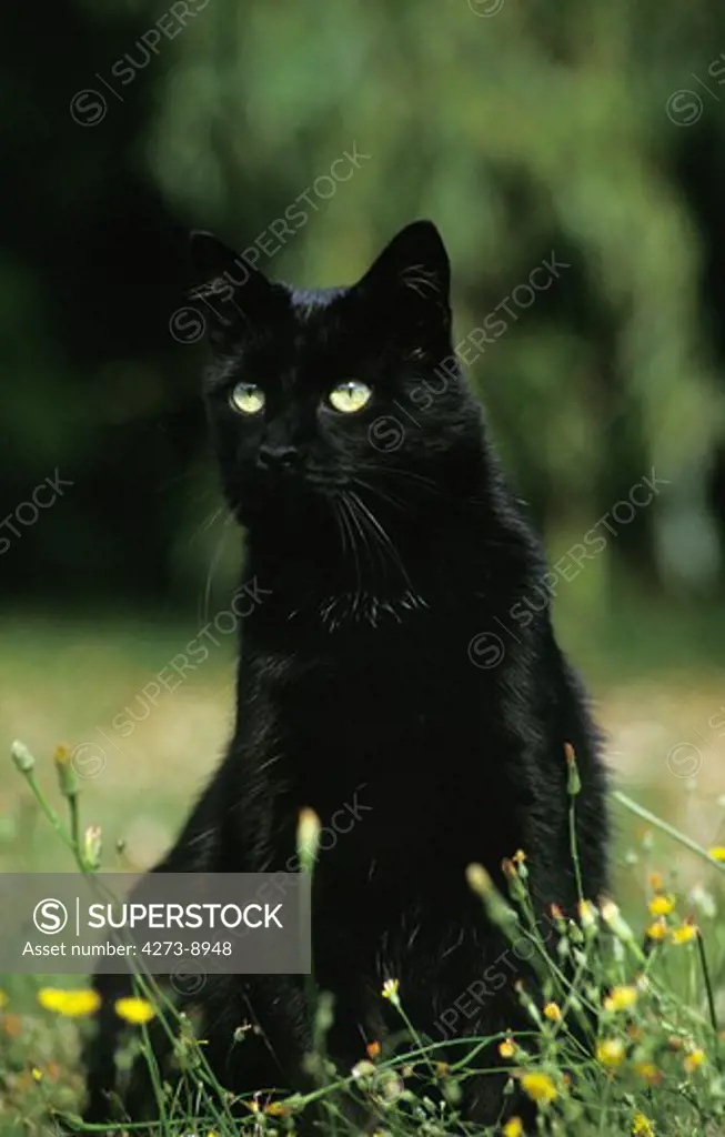 Black Domestic Cat, Adult Sitting On Grass